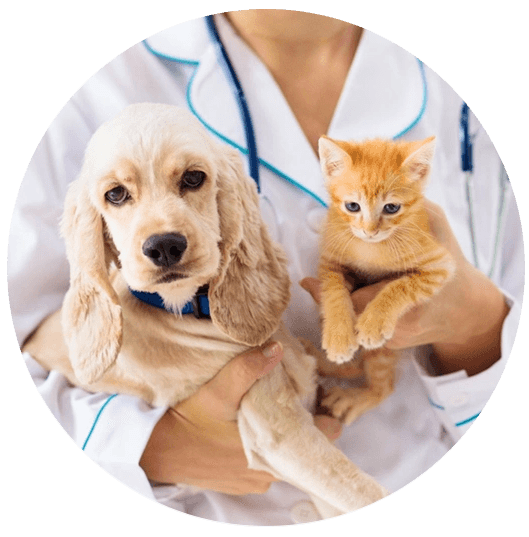 Hospital Veterinário Santa Fé - Portão | Curitiba